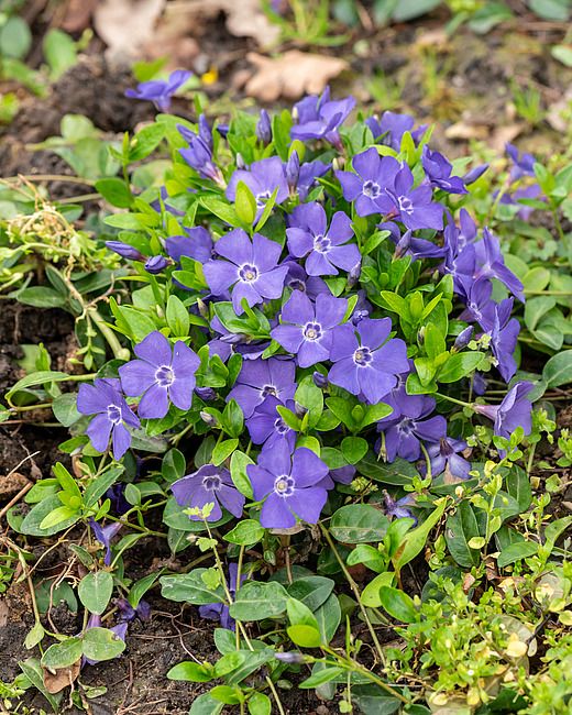 Barwinek pospolity Vinca minor