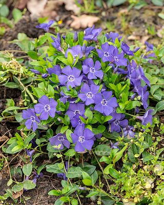 Barwinek pospolity Vinca minor