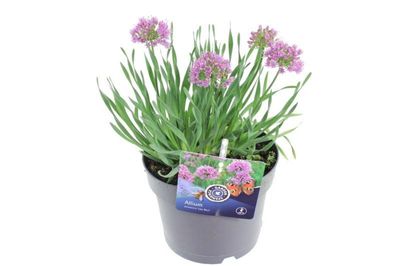 &#39;Lisa Blue&#39; Czosnek ozdobny Allium hybrida