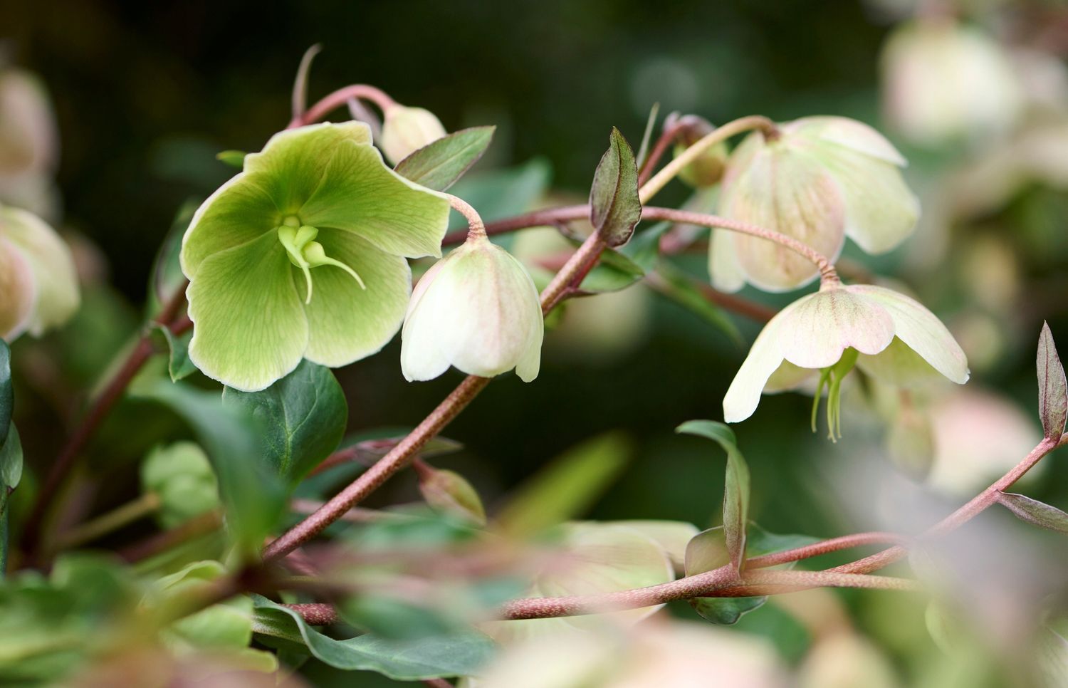 &#39;JWLS® Winterbells&#39; Ciemiernik Helleborus