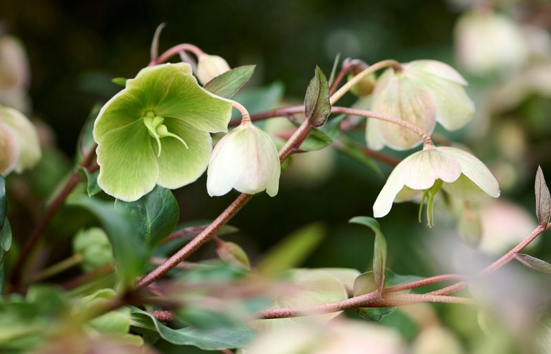 &#39;JWLS® Winterbells&#39; Ciemiernik Helleborus
