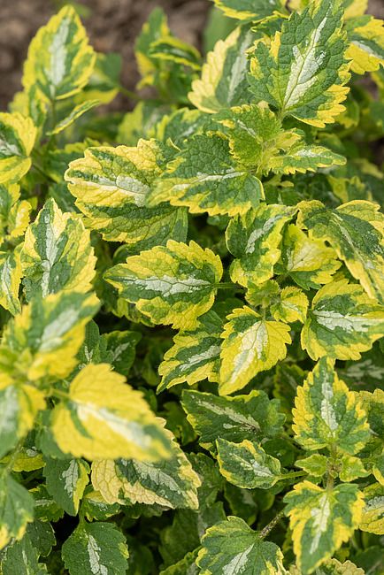 &#39;Anne Greenaway&#39; Jasnota Lamium maculatum