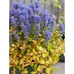 &#39;Friends Fancy Finch&#39; Dąbrówka Ajuga