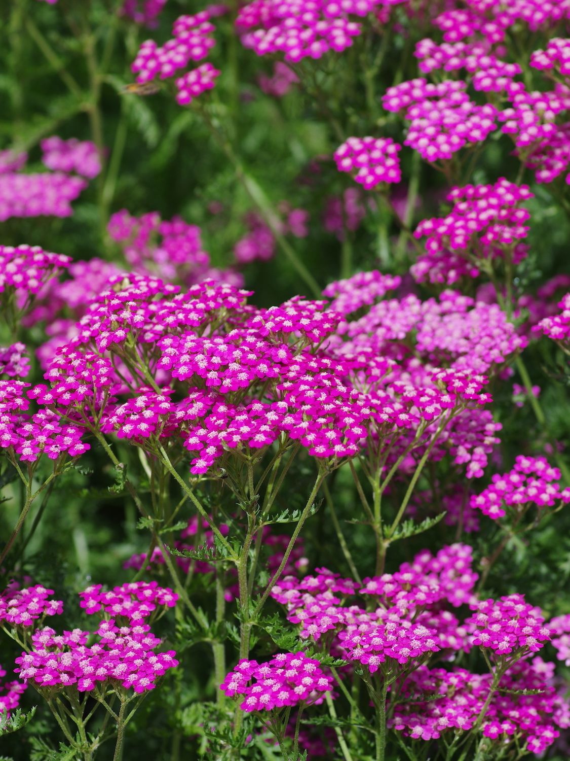 &#39;Cerise Queen&#39; Krwawnik Achillea