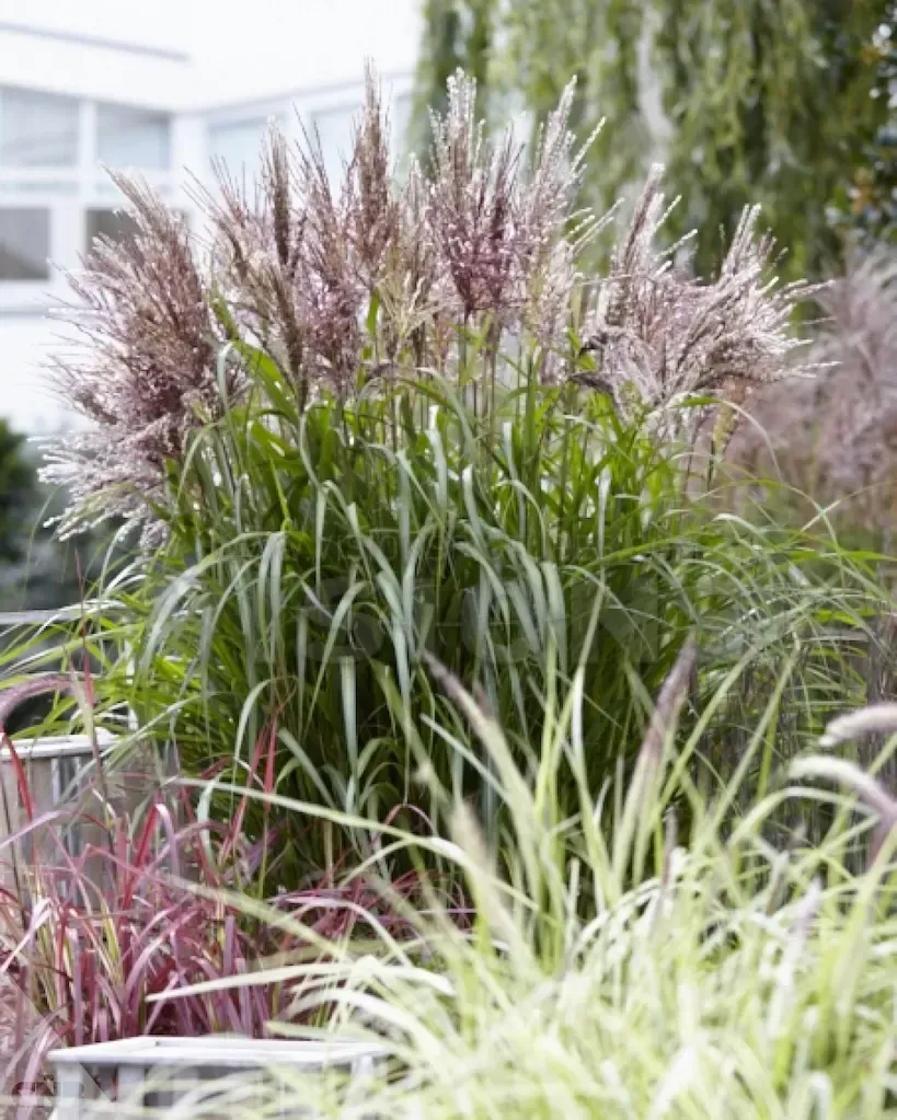 &#39;Volcano&#39;&#39; Miskant chiński Miscanthus
