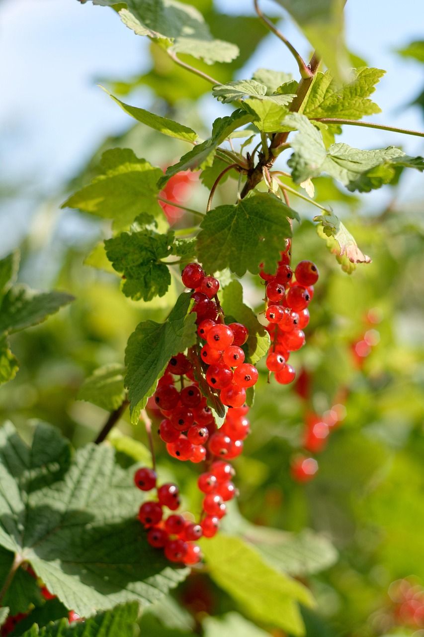 &#39;Summer Pearls Red&#39; Porzeczka doniczkowa czerowona Ribes