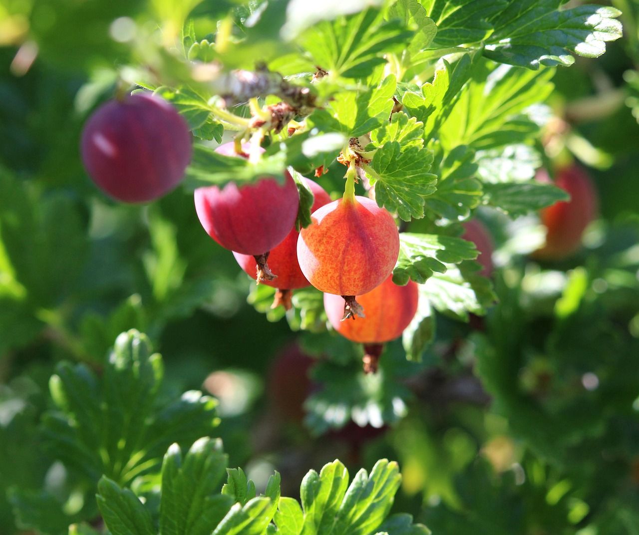 &#39;Giggles Red&#39; Agrest doniczkowy Ribes uva-crispa