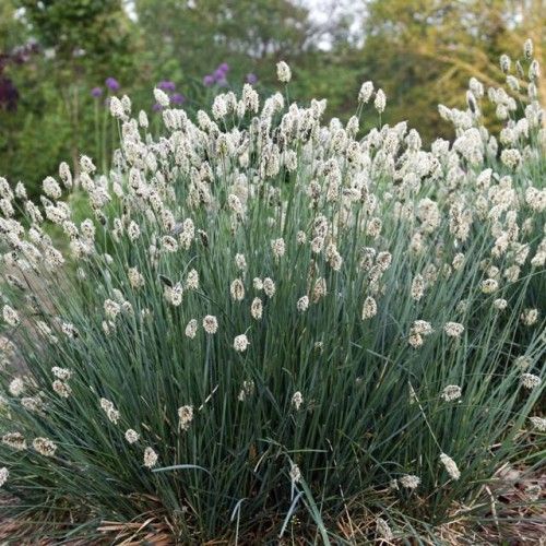 Sesleria skalna Sesleria caerulea