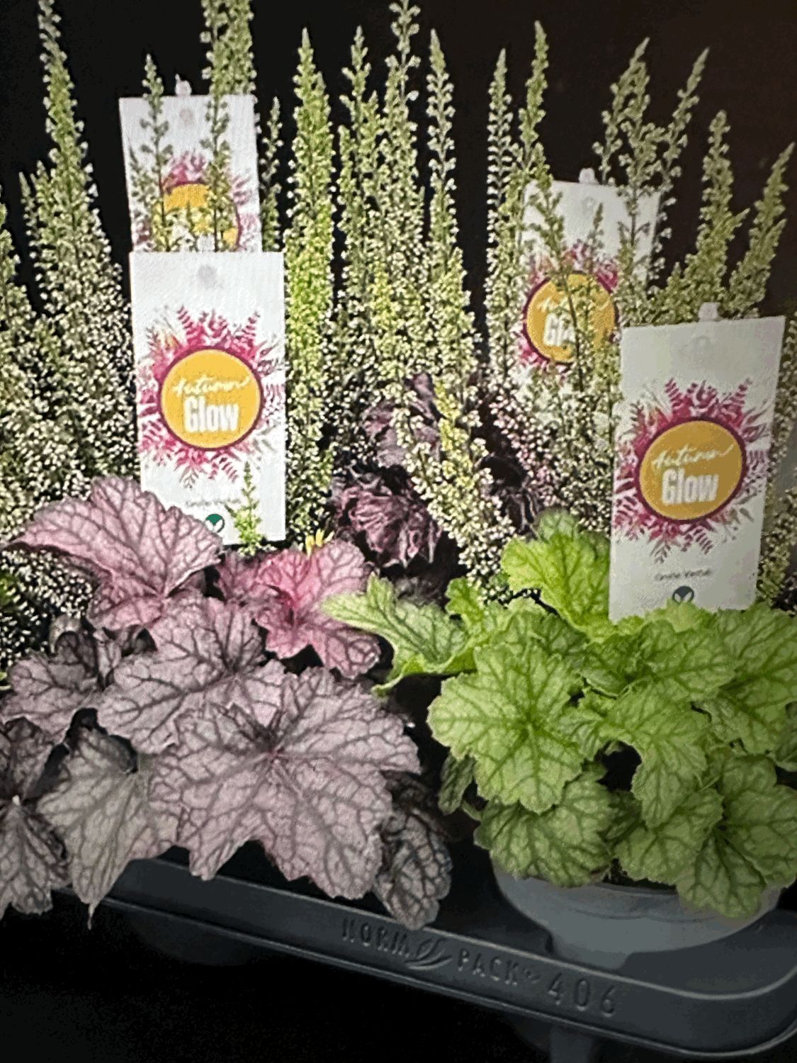 &#39;Autumn Glow&#39; Kompozycja jesienna