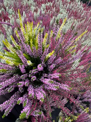&#39;Beauty Ladies Trio Red-Lila-Yellow&#39; Wrzos Trio kolorowy Calluna
