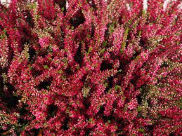 &#39;Beauty Ladies&#39; Wrzos bordowy Calluna