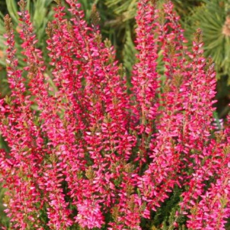 &#39;Beauty Ladies&#39; Wrzos czerwony Calluna