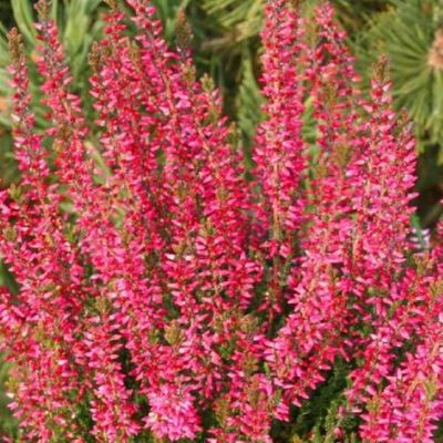 &#39;Beauty Ladies&#39; Wrzos czerwony Calluna