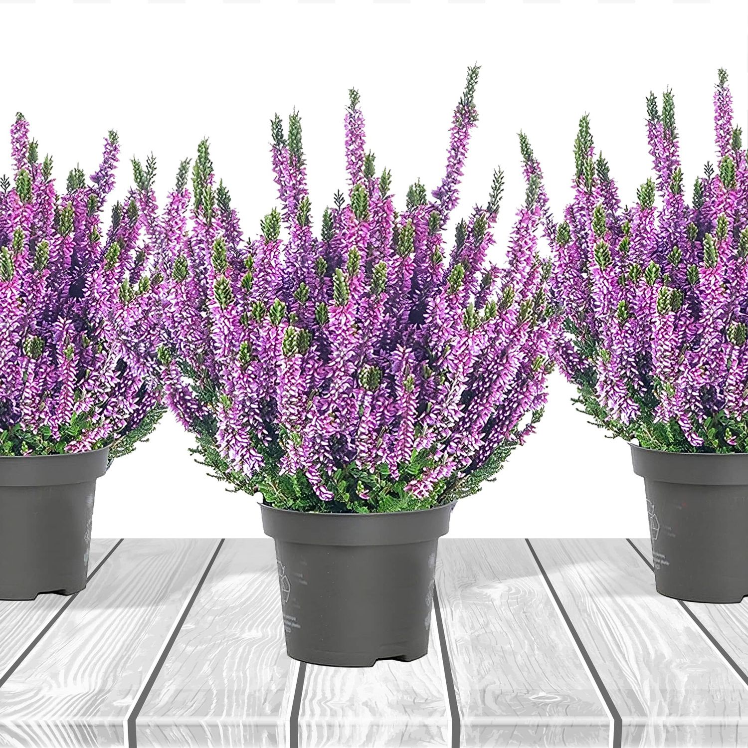 &#39;Beauty Ladies&#39; Wrzos fioletowy Calluna