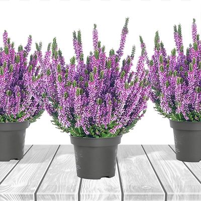 &#39;Beauty Ladies&#39; Wrzos fioletowy Calluna