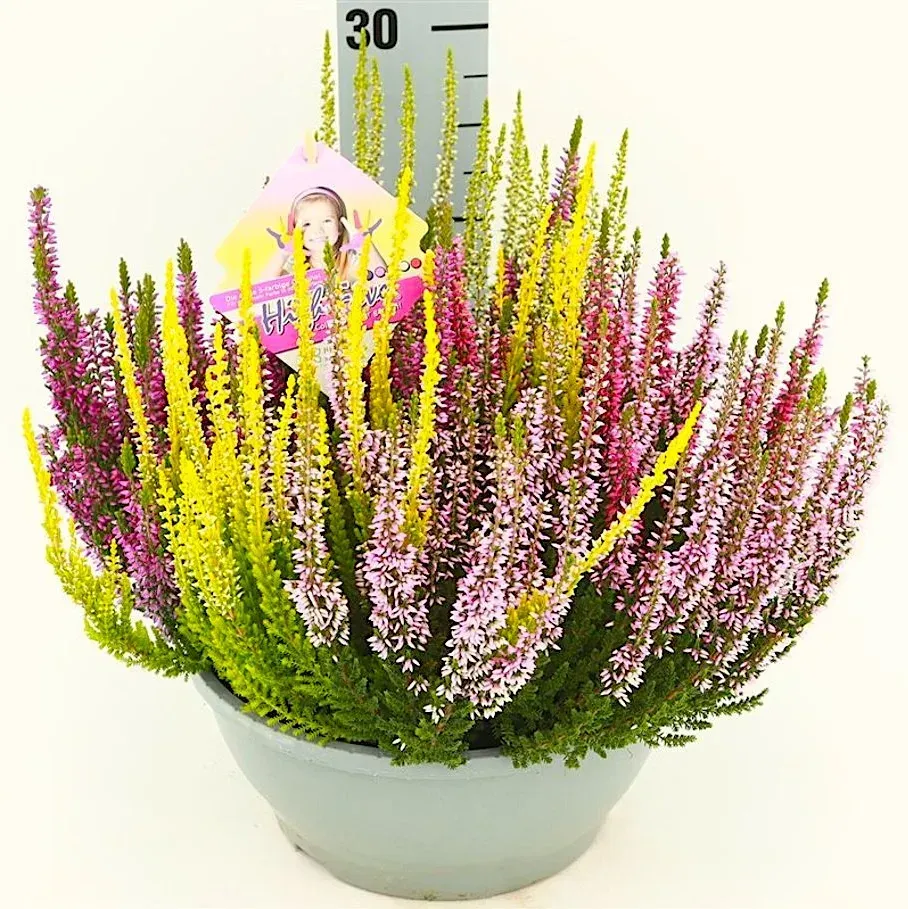 &#39;High Five® Beauty Ladies®&#39; Wrzos 5 kolorowy Calluna