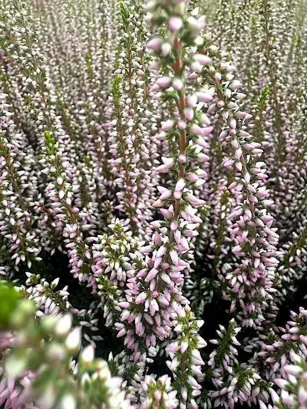 &#39;Garden Girls®&#39; Wrzos jasno fioletowy Calluna