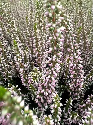 &#39;Garden Girls®&#39; Wrzos jasno fioletowy Calluna