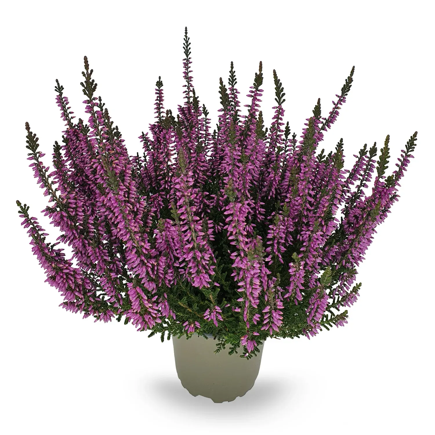 &#39;Beauty Ladies&#39; Wrzos purple Calluna