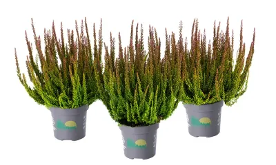 Skyline® &#39;Pretoria&#39; Wrzos zielono brązowy Calluna