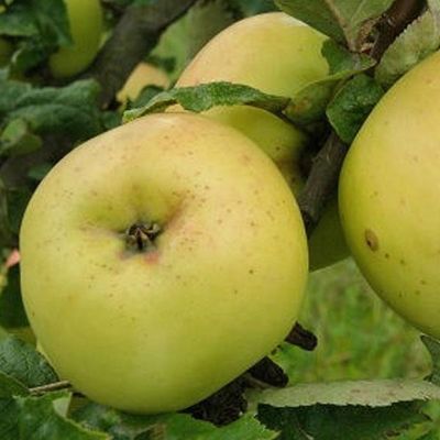 Jabłoń w doniczce jabłonka &#39;Kosztela&#39;
