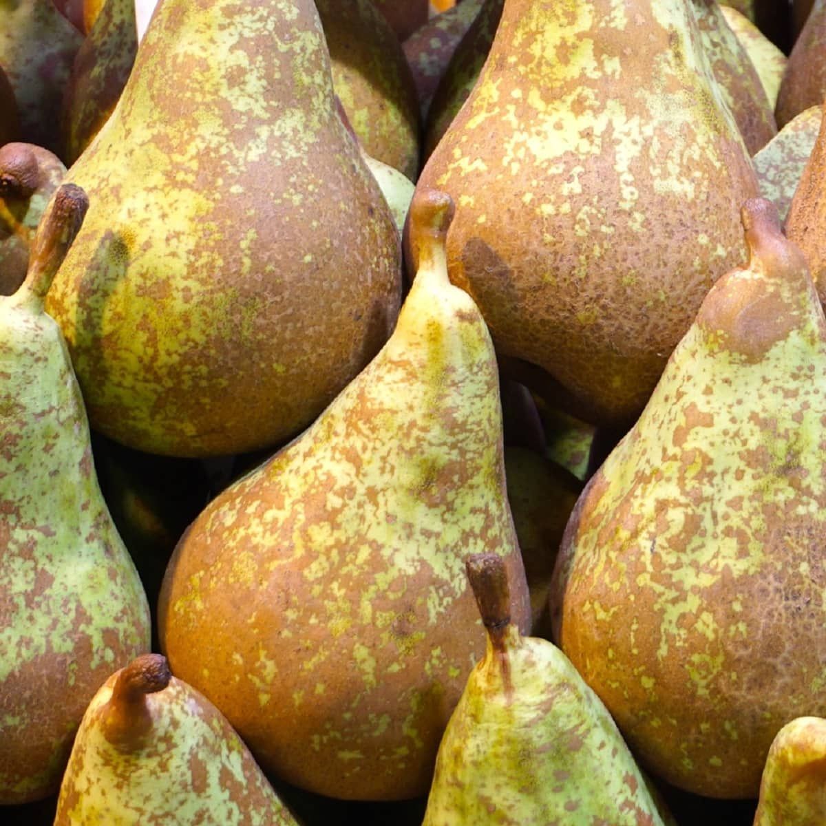 Grusza w doniczce Gruszka &#39;Konferencja&#39;