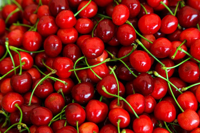 Wiśnia w doniczce &#39;Groniasta&#39; Prunus