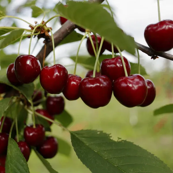 Czereśnia w doniczce &#39;Lapins&#39; Prunus