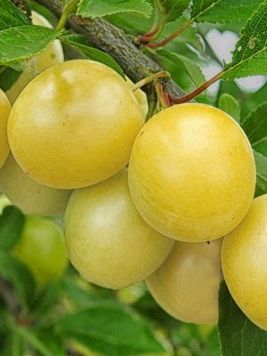 Śliwa w doniczce śliwka &#39;Renkloda Ulena&#39;