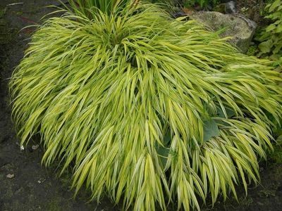 &#39;Aureola&#39; Hakonechloa