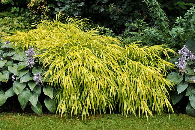 &#39;All Gold&#39; Hakonechloa macra