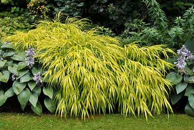 &#39;All Gold&#39; Hakonechloa macra