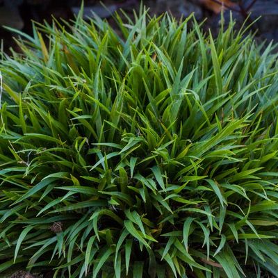 'Igel' Kosmatka Luzula pilosa