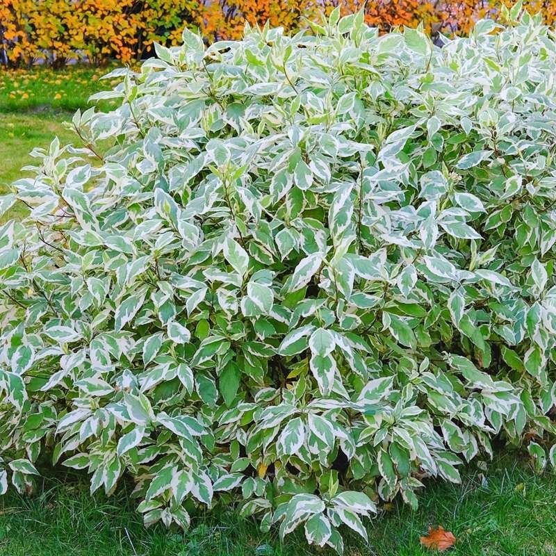 &#39;Elegantissimia&#39; Dereń biały Cornus alba