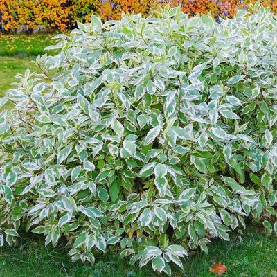 &#39;Elegantissimia&#39; Dereń biały Cornus alba