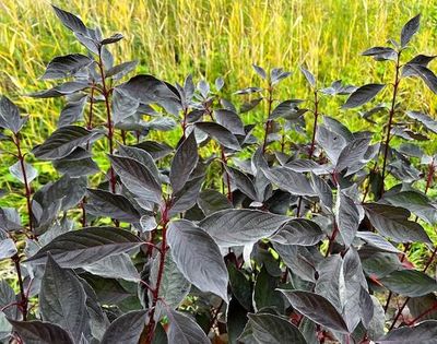 &#39;Nightfall&#39; Dereń biały Cornus alba