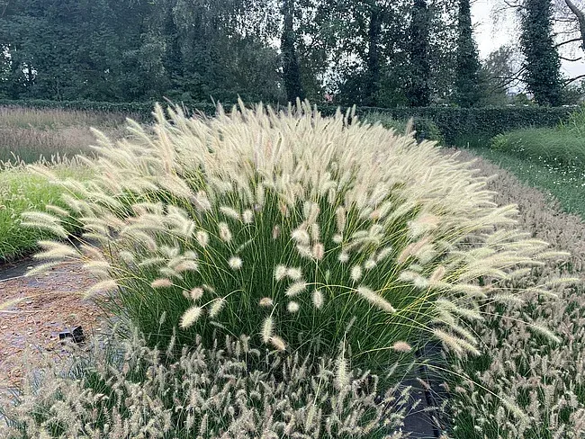 'Neon Lights' Rozplenica japońska Pennisetum