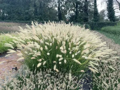 &#39;Neon Lights&#39; Rozplenica japońska Pennisetum