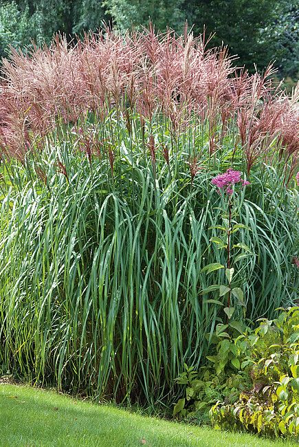 'Grosse Fontane' Miskant chiński Miscanthus