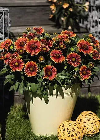 &#39;SpinTop™ Yellow Touch&#39; Gaillardia Gailardia