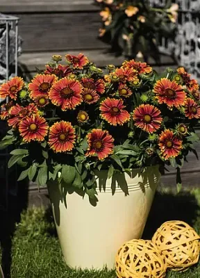 &#39;SpinTop™ Yellow Touch&#39; Gaillardia Gailardia