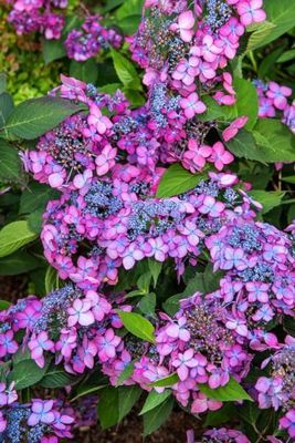 &#39;Barca&#39; Hortensja piłkowana Hydrangea serrata