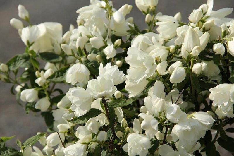 &#39;Virginal&#39; Jaśminowiec Philadelphus