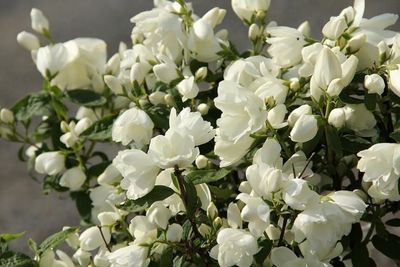 &#39;Virginal&#39; Jaśminowiec Philadelphus