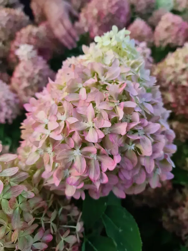 'Pixio' Hortensja bukietowa Hydrangea paniculata