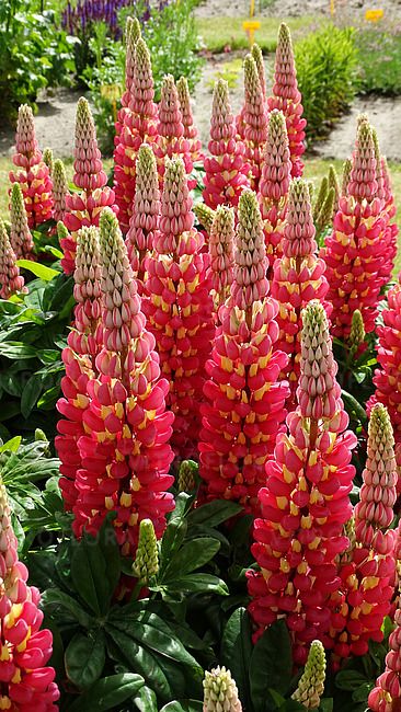 Tequila Flame Łubin czerwony West Country™ Lupinus