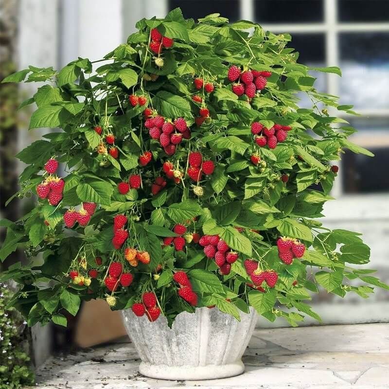 &#39;Summer Lovers® &#39;Patio Red&#39; Malina doniczkowa Rubus