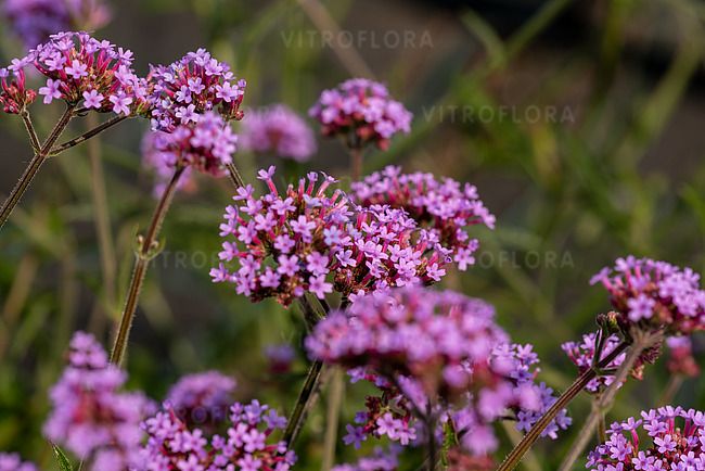 &#39;Lollipop&#39; Werbena patagońska Verbena bonariensis