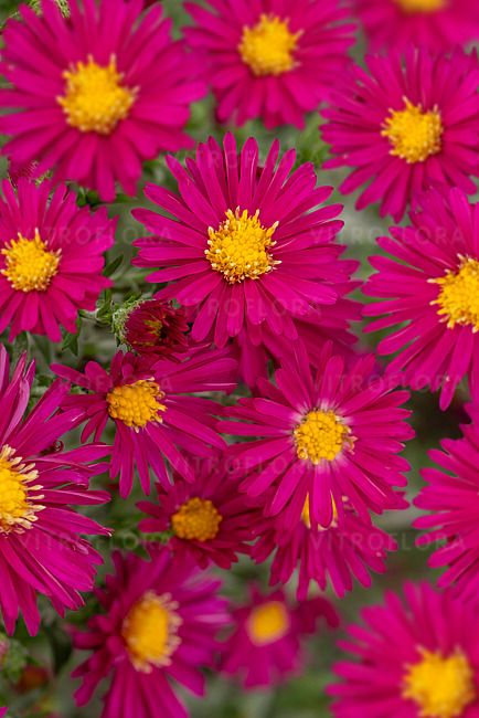 &#39;Winston Churchill&#39; Aster  novi-belgii