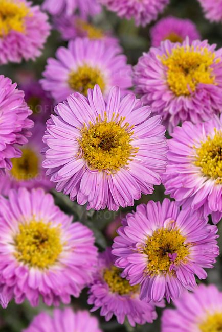 &#39;Sarah Ballard&#39; Aster novi-belgii
